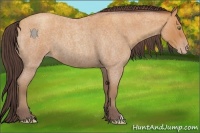 Horse Color:Amber Champagne Roan 