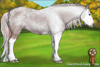 Horse Color:Gray Red Roan Splash