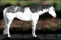 Horse Color:White Spotted Black Splash Rabicano 
