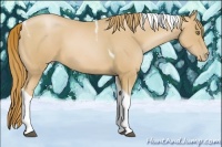 Horse Color:Chestnut Pearl Tobiano