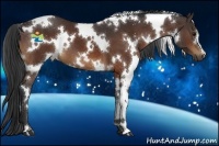Horse Color:White Spotted Bay 