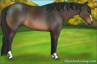 Horse Color:Brown Sabino Rabicano 