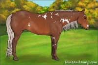 Horse Color:White Spotted Chocolate Silver Brown