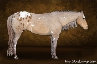 Horse Color:White Spotted Chocolate Buckskin Sabino Blanket 