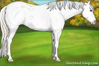 Horse Color:White Spotted Palomino 