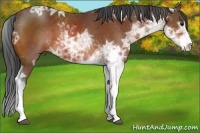 Horse Color:Bay Ice Sabino 