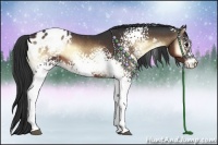 Horse Color:White Spotted Brown Onyx Appaloosa 