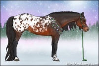 Horse Color:Brown Sabino Appaloosa