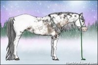 Horse Color:Blue Onyx Sabino Appaloosa