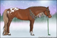 Horse Color:Chestnut Sabino Appaloosa 
