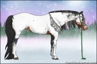 Horse Color:White Spotted Brown Appaloosa 