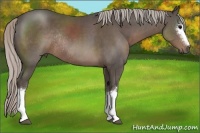 Horse Color:White Spotted Silver Black Rabicano