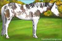 Horse Color:White Spotted Brown Splash Rabicano 