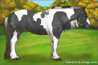 Horse Color:Smoky Black Tobiano Appaloosa 