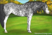Horse Color:White Spotted Black Sabino 