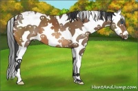 Horse Color:Buckskin Sabino Splash 