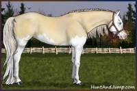 Horse Color:Gold Cream Champagne Dun Splash 