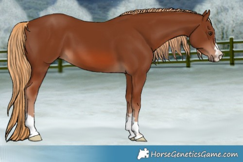 Horse Color:Chestnut 