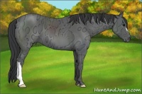 Horse Color:Black Ice 