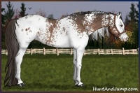 Horse Color:White Spotted Liver Chestnut Appaloosa Rabicano 