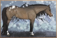 Horse Color:Brown Dun Sabino Appaloosa 