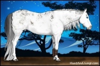 Horse Color:Black Sabino Splash 