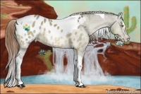 Horse Color:Buckskin Ice Dun Sabino Splash Tobiano Appaloosa 