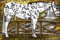 Horse Color:Black Splash Appaloosa 
