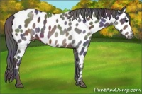 Horse Color:Nacre Brown Appaloosa 