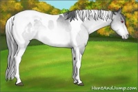 Horse Color:Bay Chinchilla Tobiano Appaloosa 