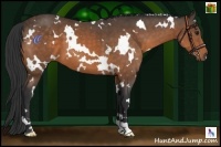 Horse Color:White Spotted Buckskin 