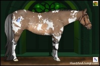 Horse Color:White Spotted Buckskin Rabicano 