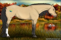 Horse Color:Buckskin Dun 