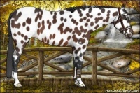 Horse Color:Bay Appaloosa 