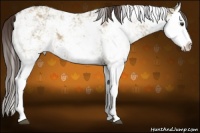Horse Color:Liver Red Dun Sabino Splash