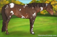 Horse Color:White Spotted Liver Chestnut Appaloosa 