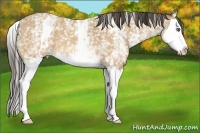 Horse Color:White Spotted Amber Cream Champagne Splash