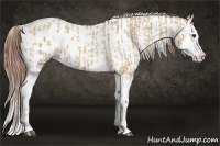 Horse Color:Red Dun Splash Blanket  and Red Dun Splash Snowcap 