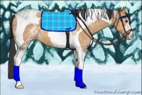 Horse Color:White Spotted Bay Dun Tobiano 