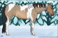 Horse Color:Bay Roan Dun Tobiano