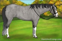 Horse Color:Grullo Roan Splash 