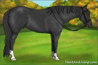 Horse Color:Smoky Black 