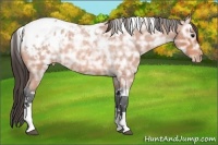 Horse Color:Bay Ice Roan Tobiano Appaloosa