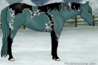 Horse Color:Watercolor Black Tobiano 