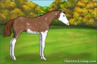 Horse Color:Chestnut Sabino Splash 