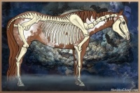 Horse Color:White Spotted Chestnut Sabino Splash Frame