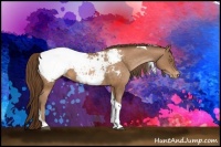 Horse Color:Bay Pearl Tobiano Appaloosa