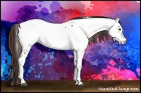 Horse Color:Liver Red Dun Appaloosa