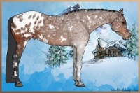 Horse Color:White Spotted Bay Ice Appaloosa
