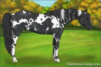 Horse Color:White Spotted Black
